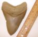 4 1/2 inch Yorktown Megalodon Tooth